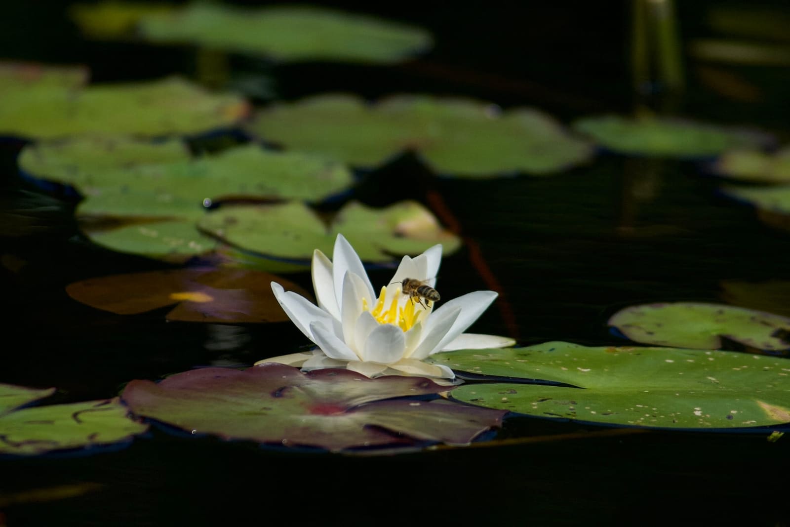 Gallery Photograph